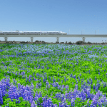 bullettrain_bluebonnets