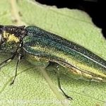 eab-on-leaf_27022561532_o