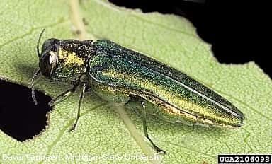 eab-on-leaf_27022561532_o