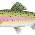 rainbow-trout-tpwd-facebook