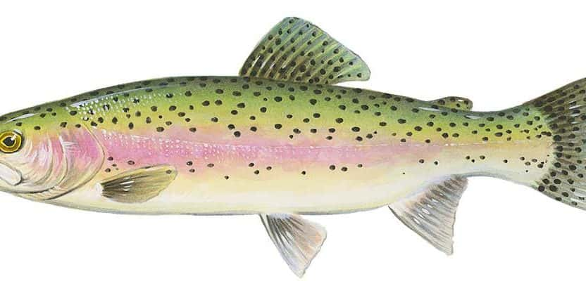 rainbow-trout-tpwd-facebook