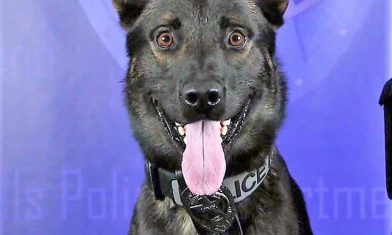 koba-k9-nrh-pd