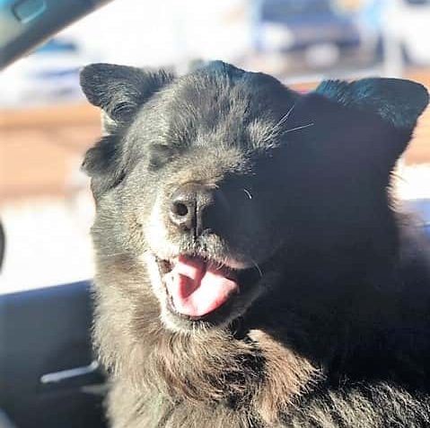 bear-in-car