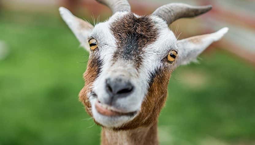 goat-2-832