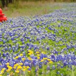 bluebonnets