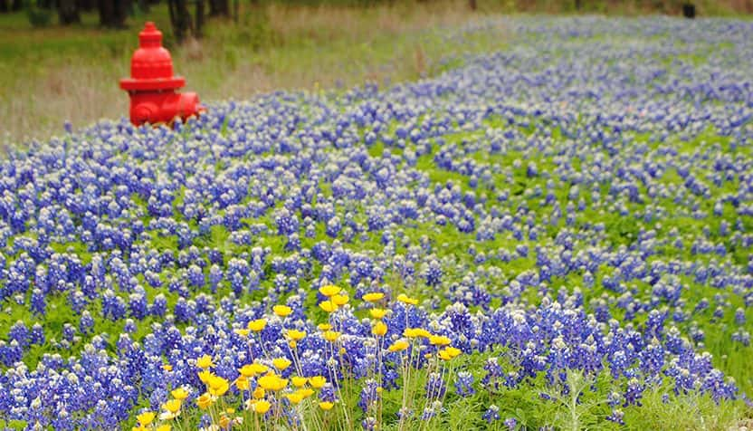 bluebonnets