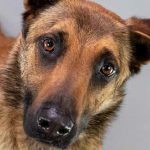 lobo-hsnt19-832-jpg