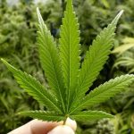 marijuana-leaf-1-832