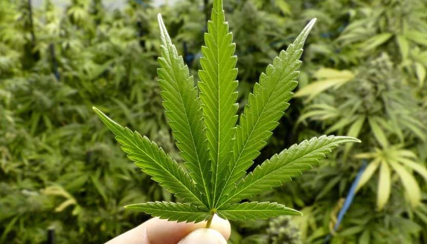 marijuana-leaf-1-832