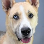 charlie-hsnt2019-832-jpg