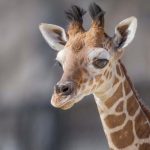 baby-giraffe-fort-worth-zoo-2