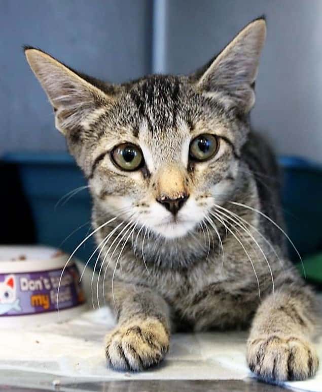Mineral Wells Animal Shelter Wants To Implement TNR Program | KTFW-FM