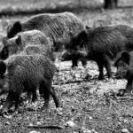 feral-hogs-tpwd-website