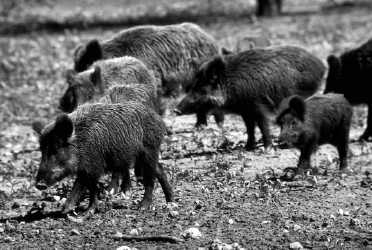 feral-hogs-tpwd-website