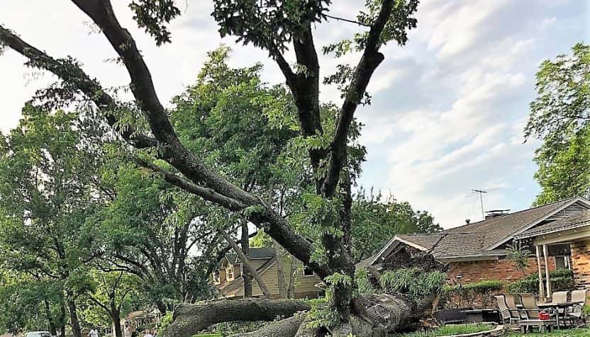 downed-tree-storm-damage