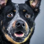 rhett-hsnt19-832-jpg