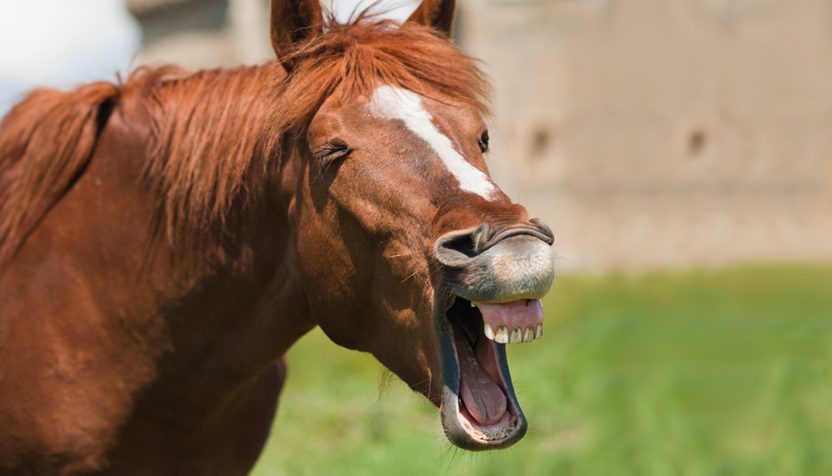 laughing-horse-1-832
