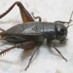 field-cricket-tamu-agrilife