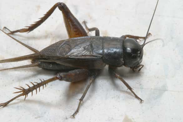 field-cricket-tamu-agrilife