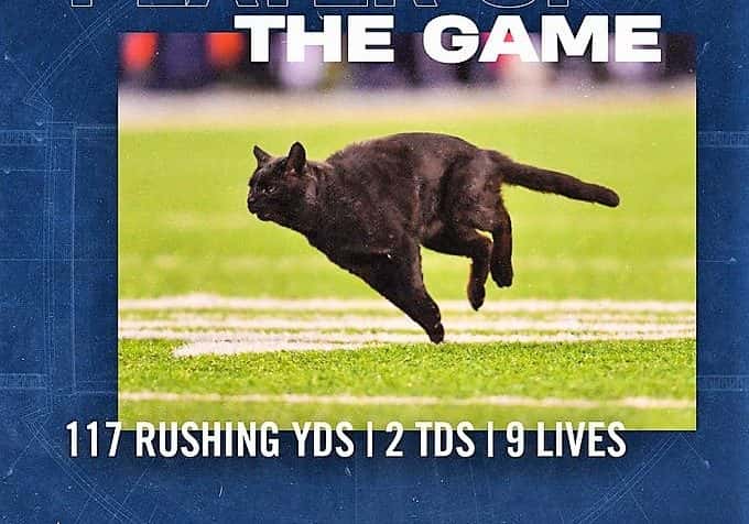 Monday night game delayed by black cat in second quarter - WTOP News