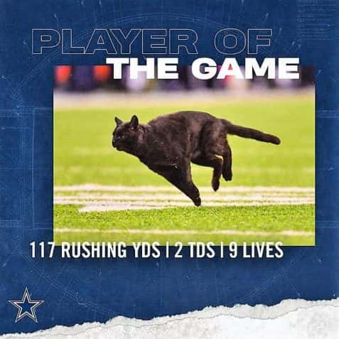 Black cat at Giants-Cowboys is far from only MetLife Stadium feline