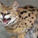 serval-cat-1-832