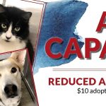 fw-animal-shelter-adoptions-facebook