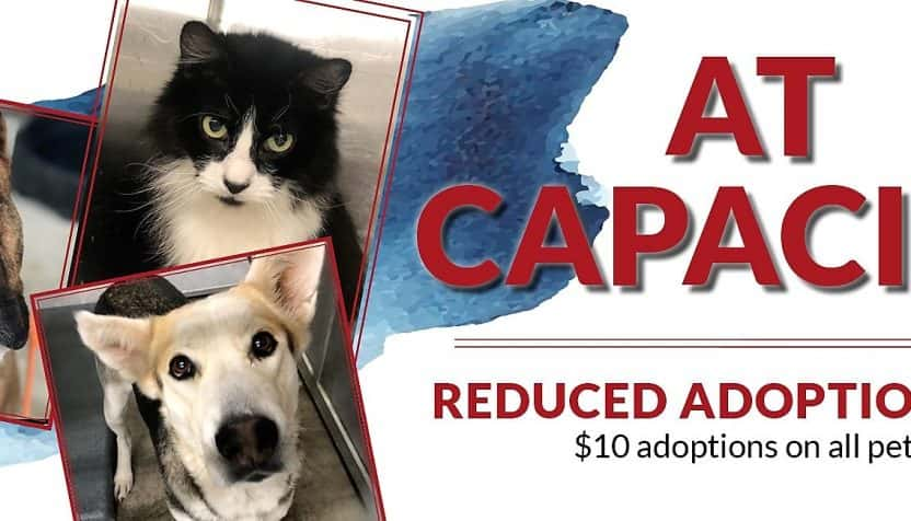 fw-animal-shelter-adoptions-facebook