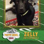 puppy-bowl-city-of-fort-worth