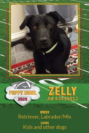 puppy-bowl-city-of-fort-worth