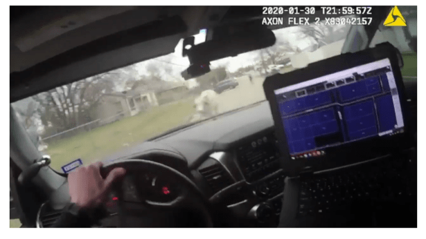 fwpd-loose-cow-fwpd-video