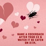 zoo-cockroach-san-antonio-zoo-facebook