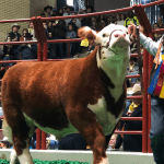 champion-steer