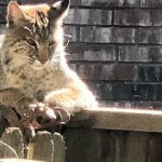 bobcat-with-foot-trap-grapevine-pd-twitter