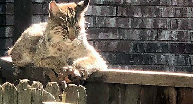 bobcat-with-foot-trap-grapevine-pd-twitter