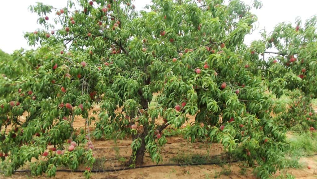 Orchard Offers Social Distanced Peach Picking KTFWFM