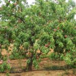 peach-tree-jenschke-orchards-facebook