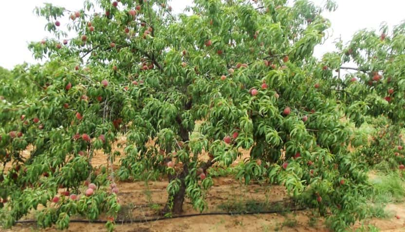 peach-tree-jenschke-orchards-facebook