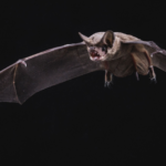 bat-1-832