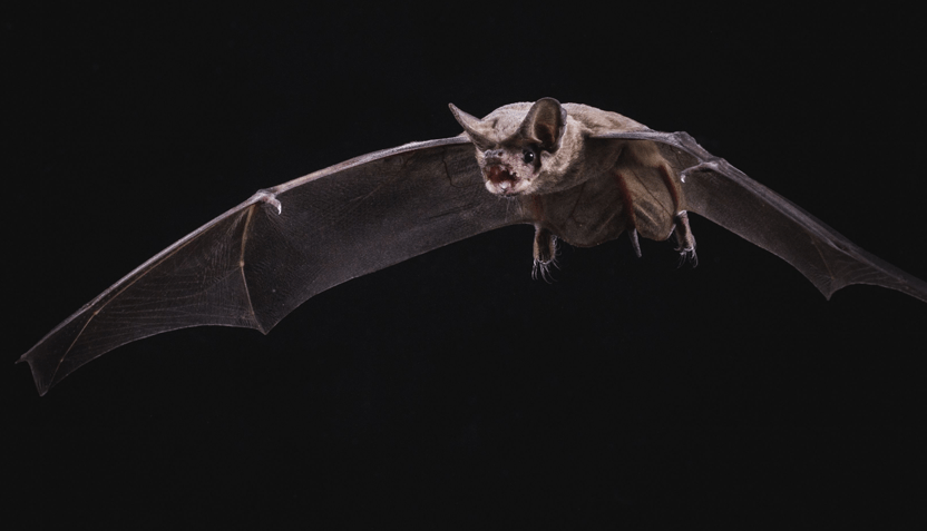 bat-1-832