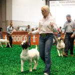 jr-livestock-show-rodeo-houston-facebook
