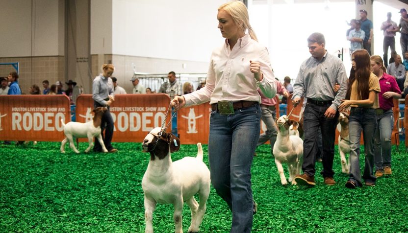 jr-livestock-show-rodeo-houston-facebook