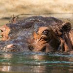 hippo-fort-worth-zoo-facebook