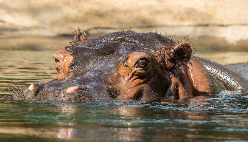 hippo-fort-worth-zoo-facebook