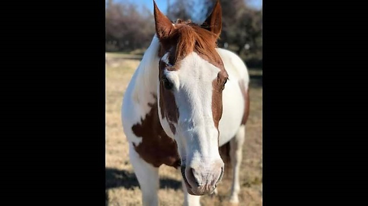 pete-the-horse-pcso-facebook