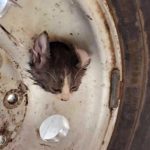 kitten-in-wheel-safd-facebook