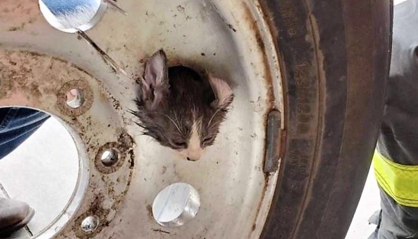 kitten-in-wheel-safd-facebook