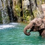 elephant-springs-fort-worth-zoo-twitter