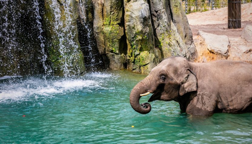 elephant-springs-fort-worth-zoo-twitter