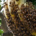 bee-hive-1-832